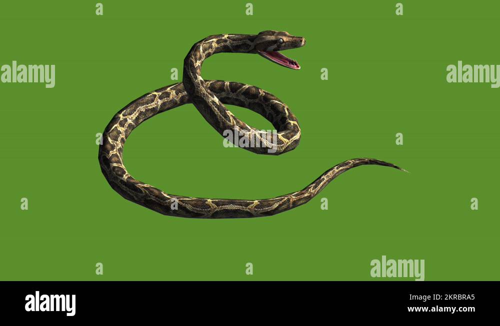 Snake & jungle carpet python open mouth attack,sliding decorative non ...