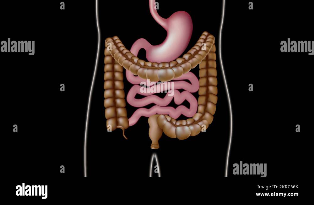Colonoscopy test Stock Videos & Footage HD and 4K Video Clips Alamy