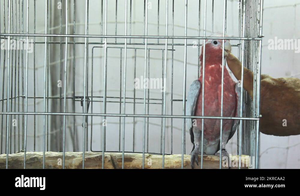 parrot Galah Cockatoo (Eolophus roseicapilla) Rosebreasted Cockatoo in