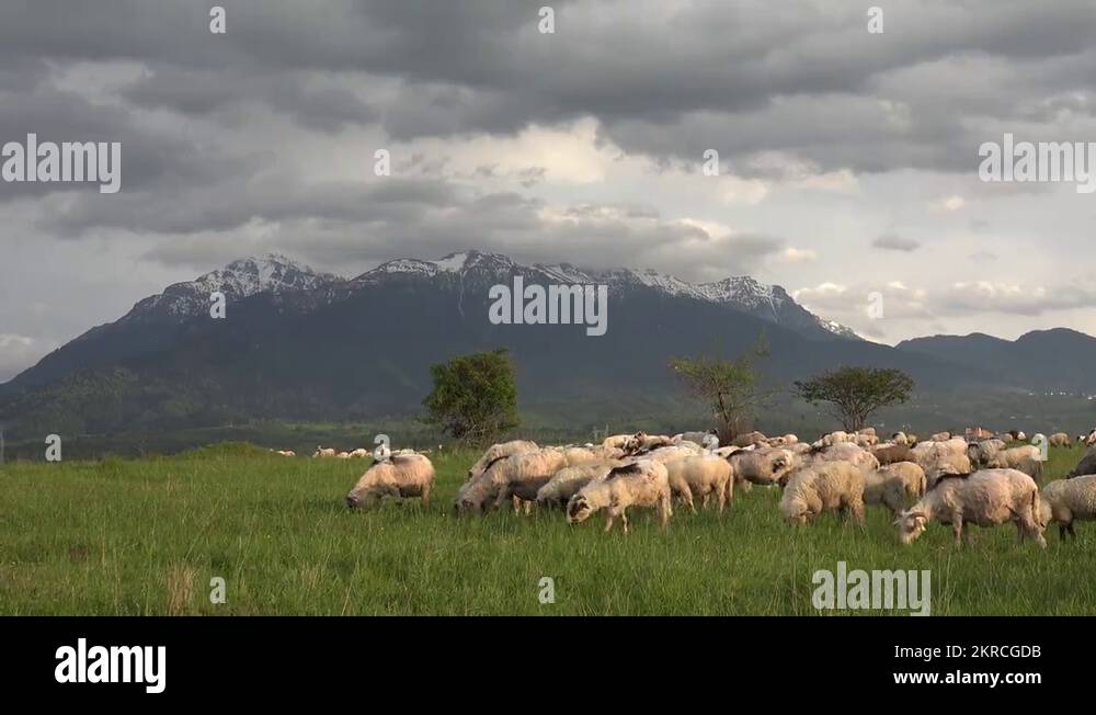 Ultra HD 4K Herding Sheep in Mountains, Flock of Lambs Grazing Hill, Pastoral Stock Video