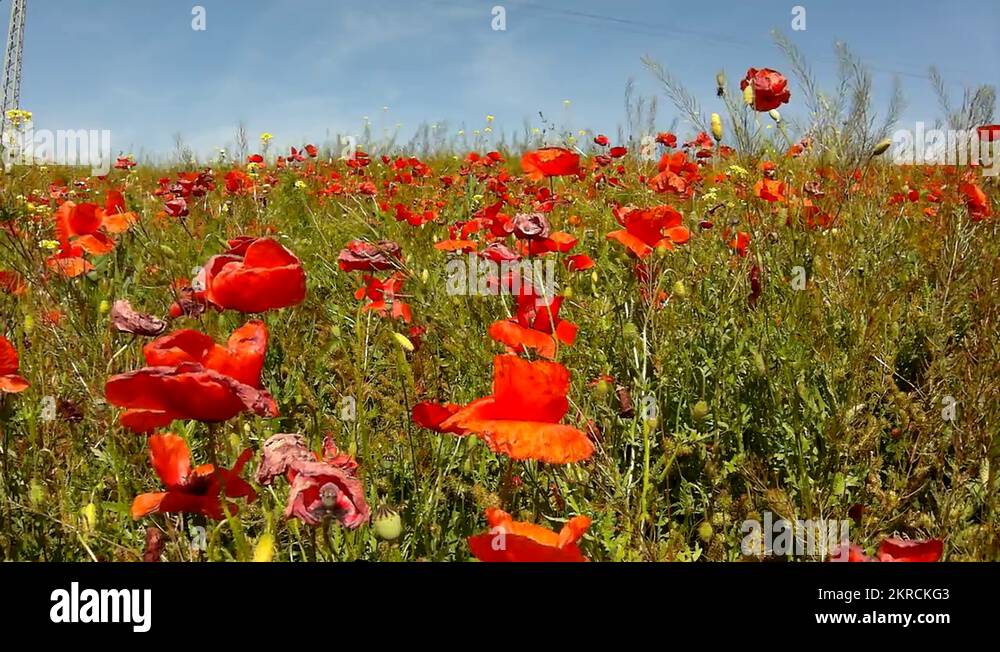 Wilt flowers Stock Videos & Footage - HD and 4K Video Clips - Alamy