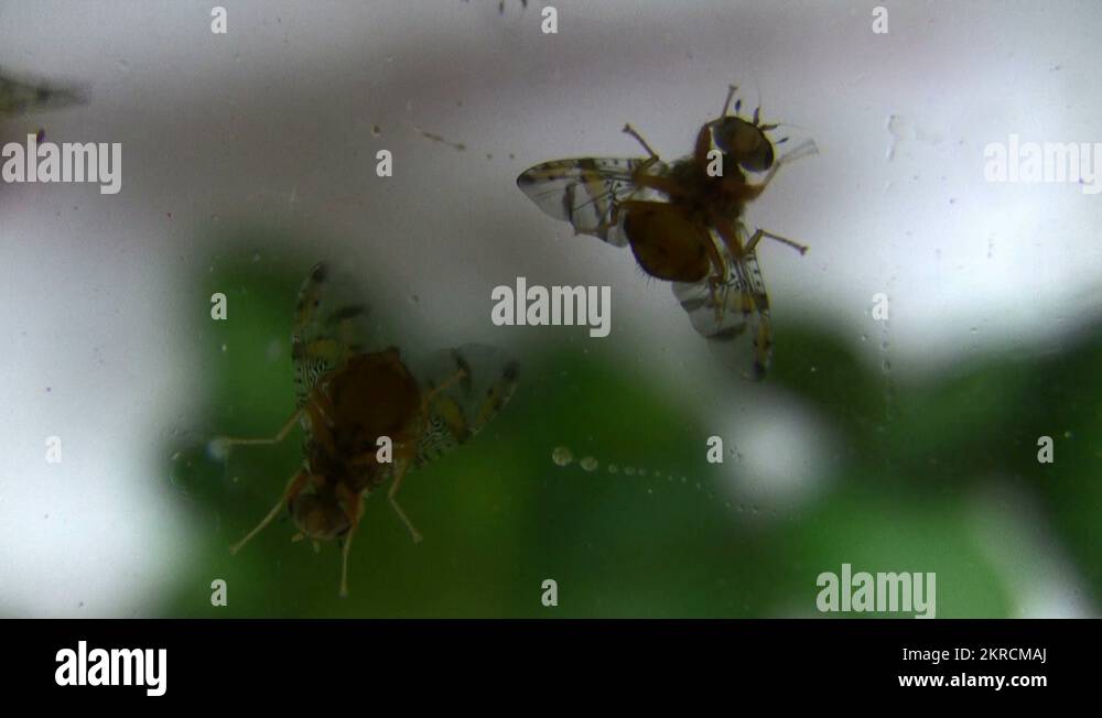 Ceratitis capitata Stock Videos & Footage HD and 4K Video Clips Alamy