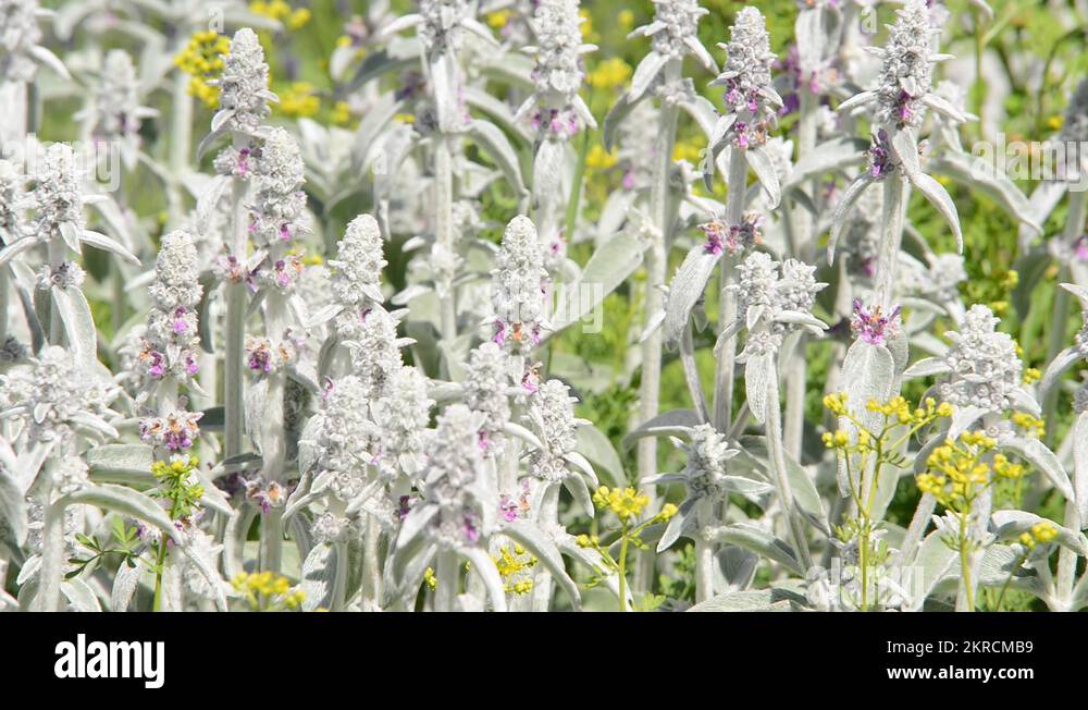 Lambear Stock Videos & Footage HD and 4K Video Clips Alamy