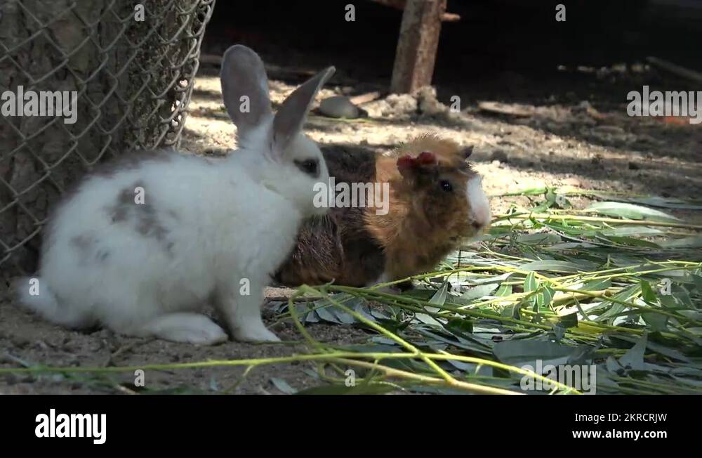 Ultra HD 4K Rabbit, Bunny Family Eating, Playing Hare, Guinea Pig in