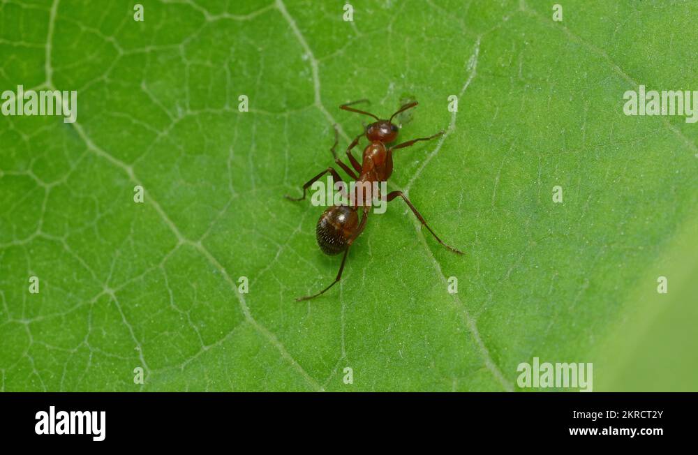 Formica incerta Stock Videos & Footage HD and 4K Video Clips Alamy