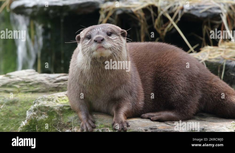 Short clawed asian otter eating fish Stock Videos & Footage - HD and 4K