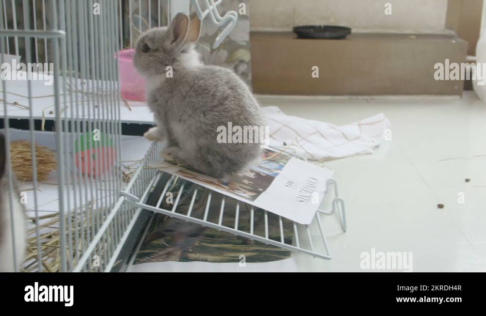 Dwarf european Stock Videos & Footage HD and 4K Video Clips Alamy