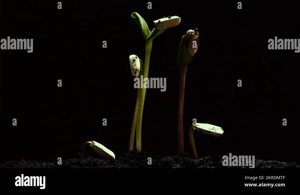 Sunflower seed germinating Stock Videos & Footage HD and 4K Video