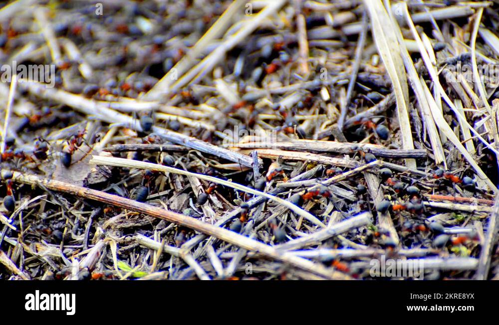 working ants and two bigger, black ant queen (one with wings, and one