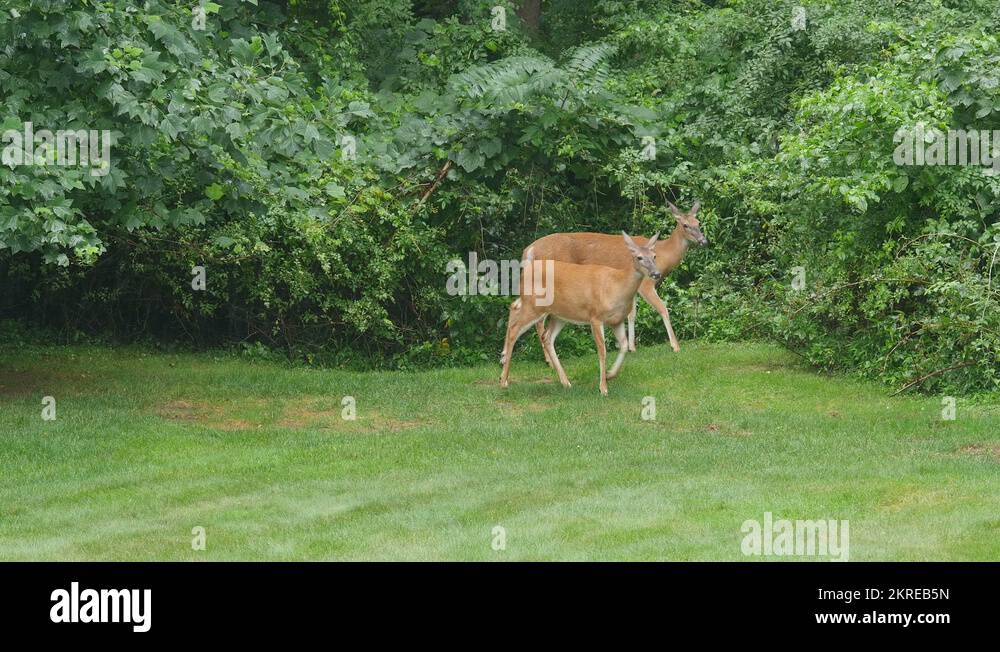 Odocoileus virginianus wildlife Stock Videos & Footage HD and 4K