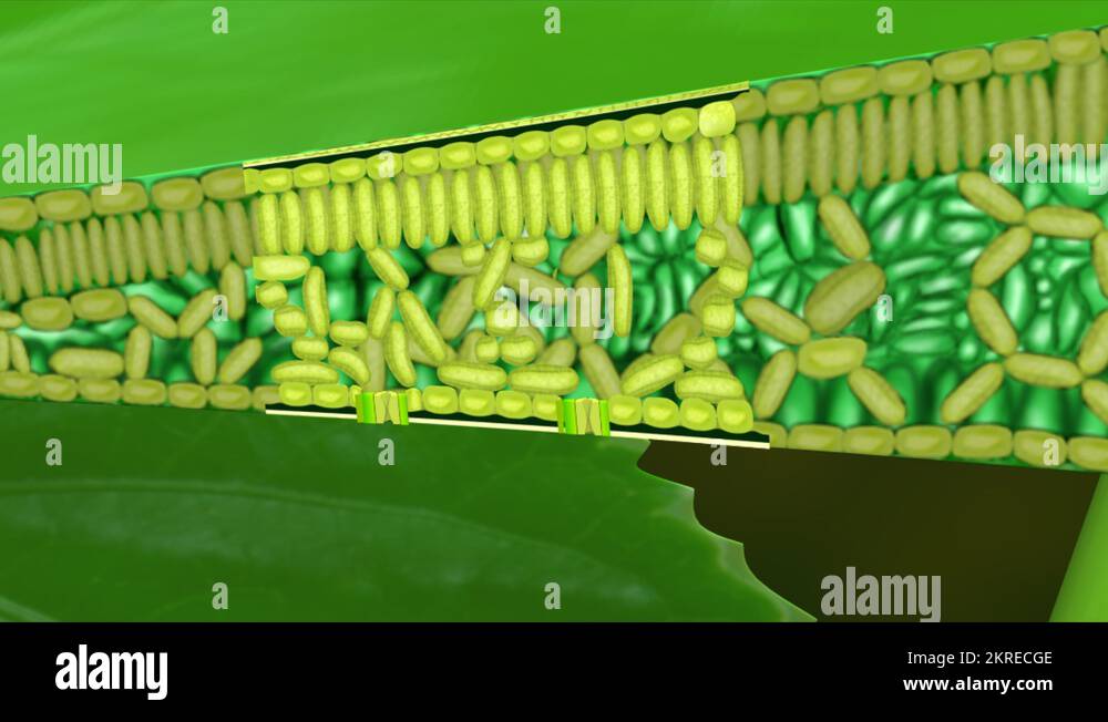 Osmosis plant cells Stock Videos & Footage - HD and 4K Video Clips - Alamy