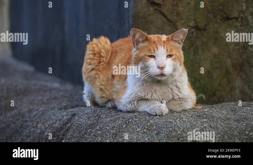 Uenokoen Stock Videos & Footage - HD and 4K Video Clips - Alamy