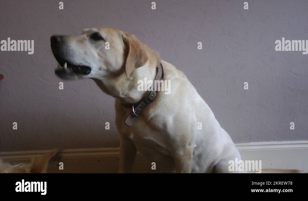 Labrador dog shaking paw for food Stock Video Footage Alamy