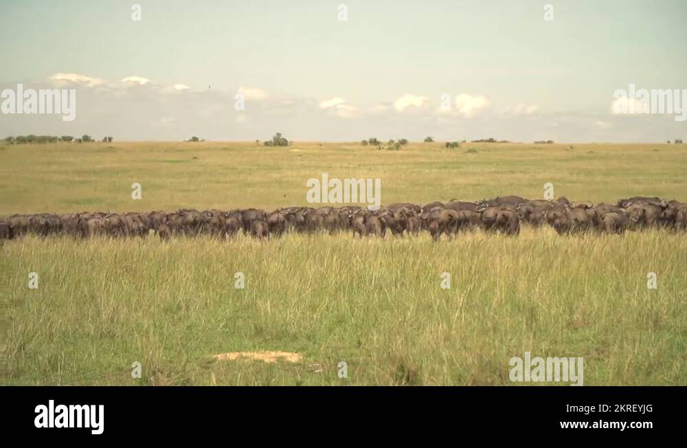 African Buffalo Herd Running in Slow Motion in Maasai Mara Safari