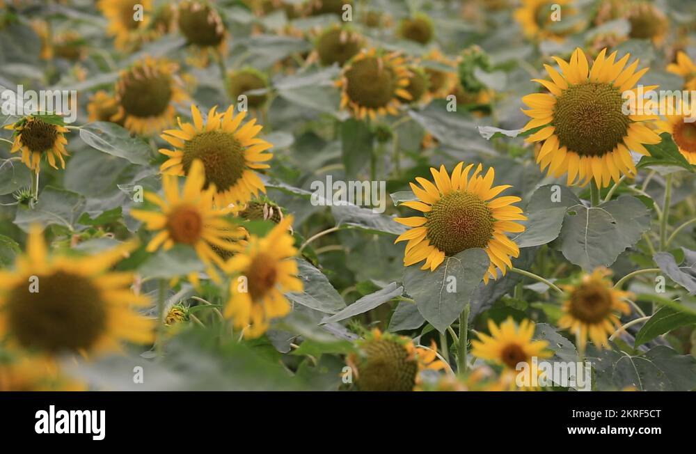 Sunflower field at Showa Memorial Park, Tokyo, Japan Stock Video Footage Alamy