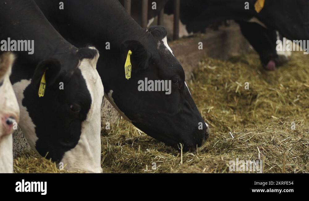 Holstein Cow Eating Hay & Grain 240 fps Stock Video Footage Alamy
