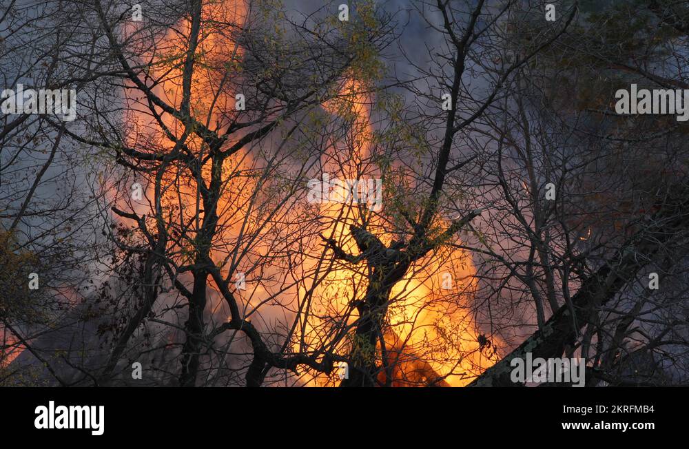 Disastrous Consequences Forest Fires Raging Nature Burning Trees Flames