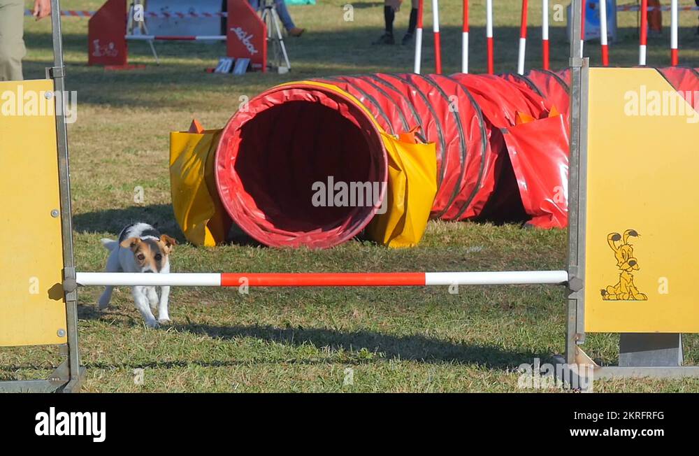 Field trial dog Stock Videos & Footage HD and 4K Video Clips Alamy