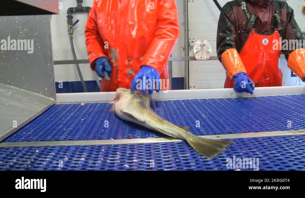 Men work cutting and cleaning fish on an assembly line at a fish