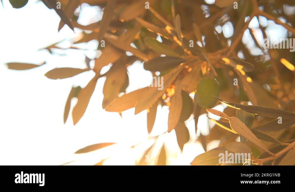 Olive tree branch sunset Stock Videos & Footage HD and 4K Video Clips