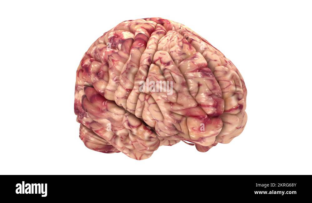 Real human brain anatomy Stock Videos & Footage - HD and 4K Video Clips