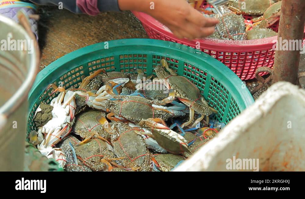 Live Blue Crabs Near Me Find and Enjoy Fresh Crabs