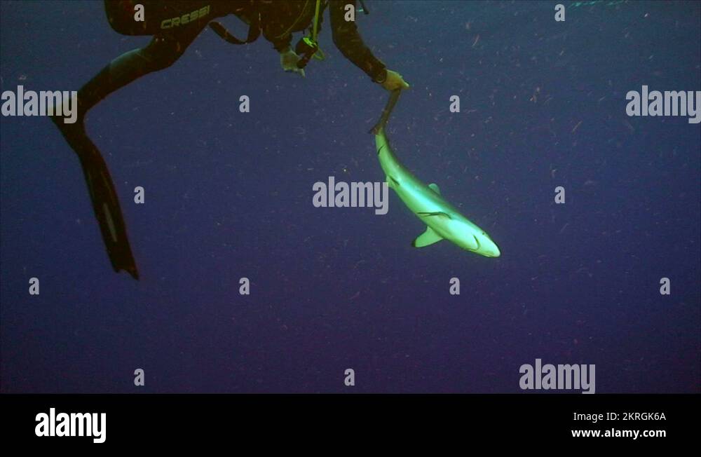 Tonicimmobility Stock Videos & Footage HD and 4K Video Clips Alamy