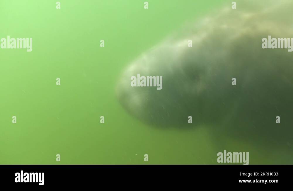 Manatee river water Stock Videos & Footage - HD and 4K Video Clips - Alamy