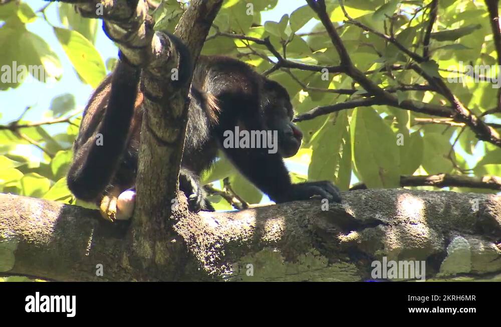 Mantled Howler Monkey Male Adult Defecating Pooping Calling Stock Video