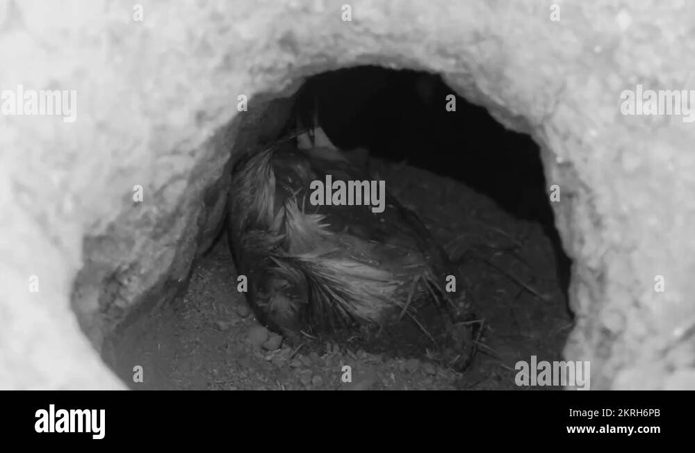 Emergingburrowcachedfood Stock Videos & Footage HD and 4K Video Clips Alamy