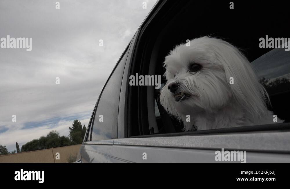 Head out car window Stock Videos & Footage HD and 4K Video Clips Alamy