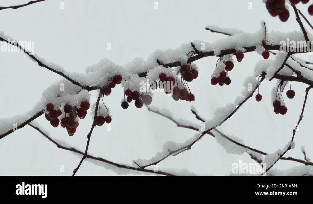 Barry frost Stock Videos & Footage HD and 4K Video Clips Alamy