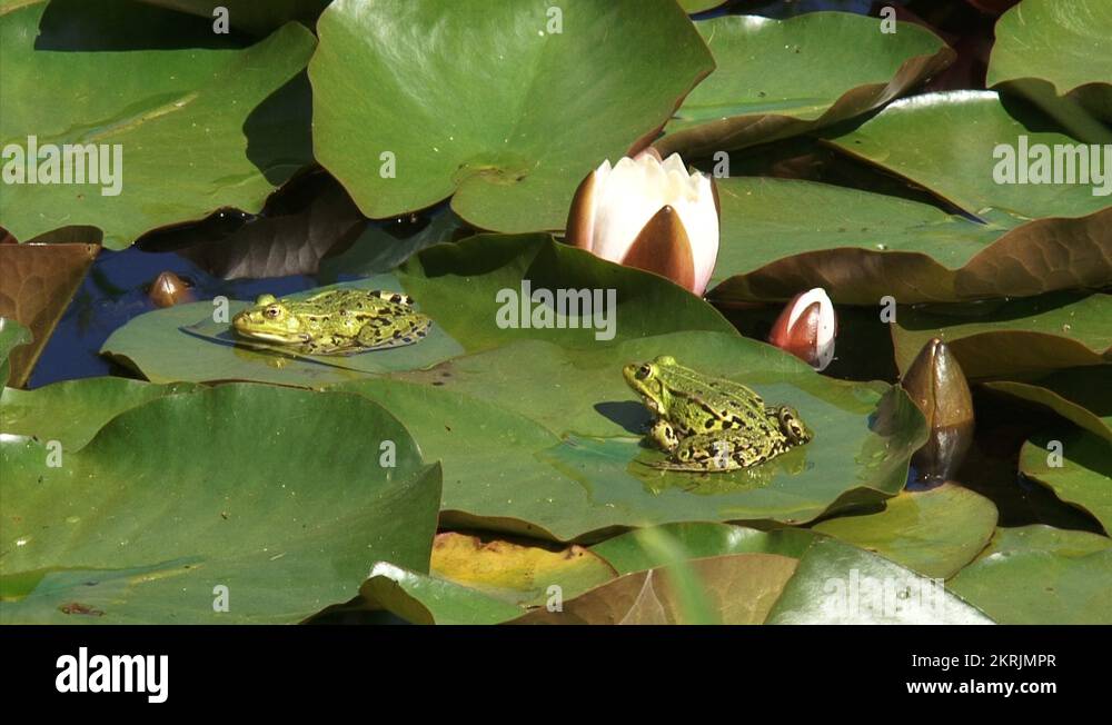European green frog Stock Videos & Footage - HD and 4K Video Clips - Alamy
