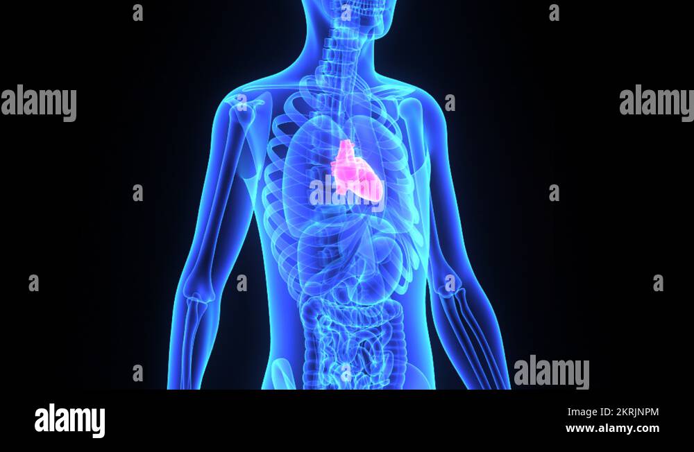 Posterior vein of the left ventricle Stock Videos & Footage HD and 4K