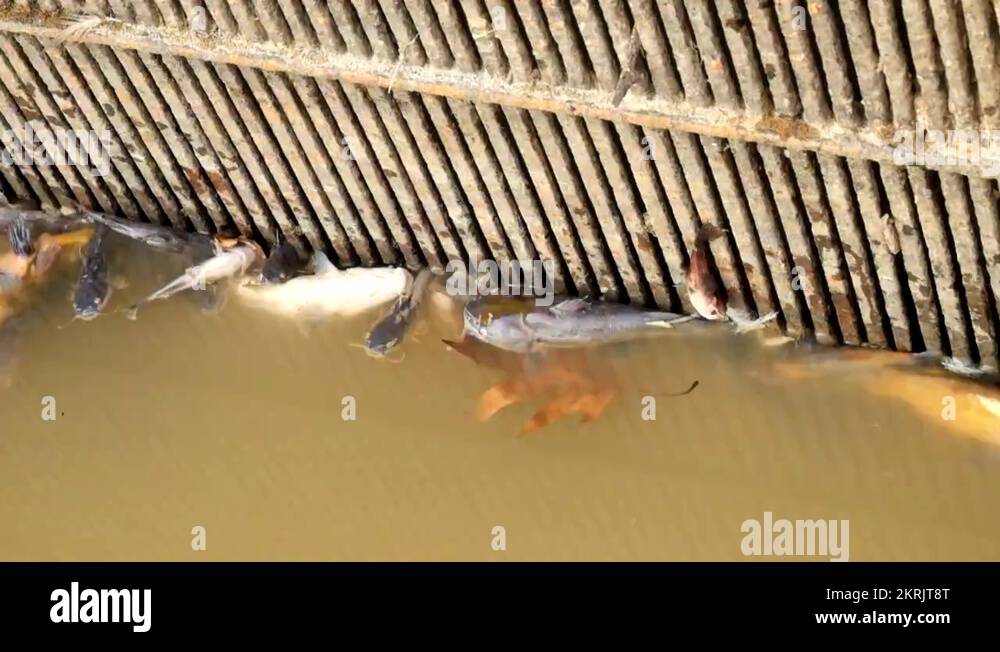 Died catfish, trouts and others in poisoned water of fish farm. Death bodies Stock Video Footage