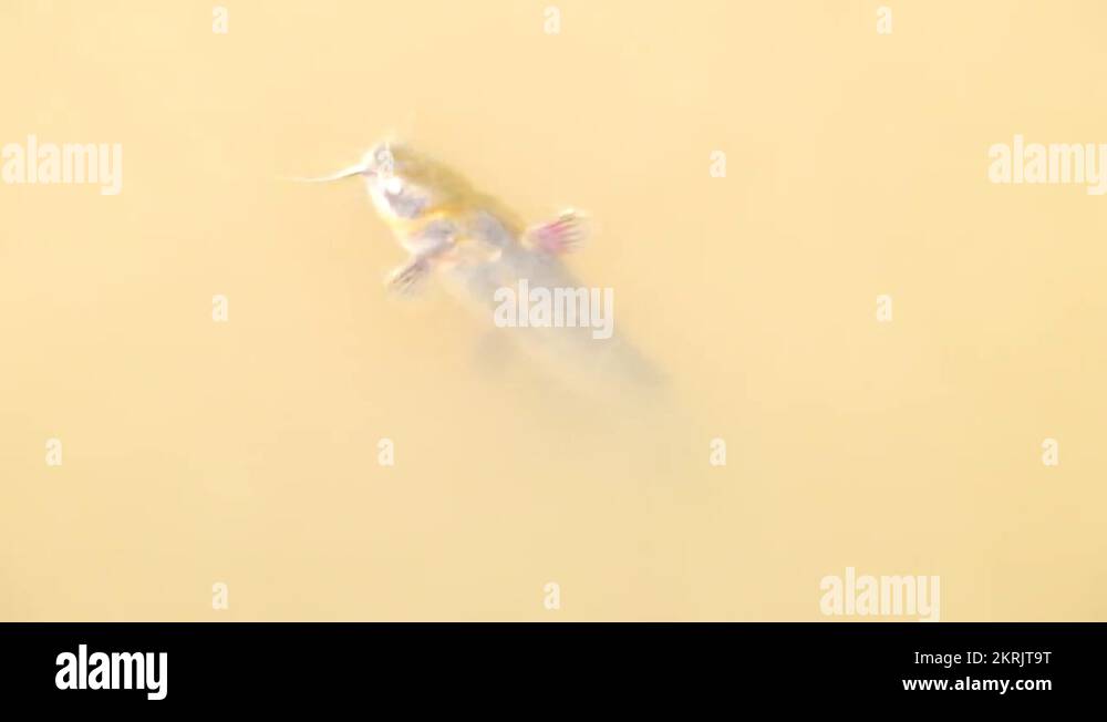 Died catfish in poisoned water of fish farm. Death bodies swim to outlet bars Stock Video