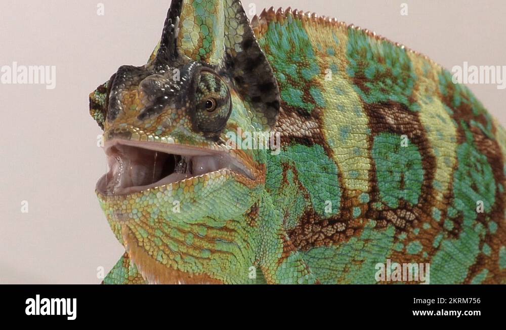 Veiledchameleons Stock Videos & Footage HD and 4K Video Clips Alamy