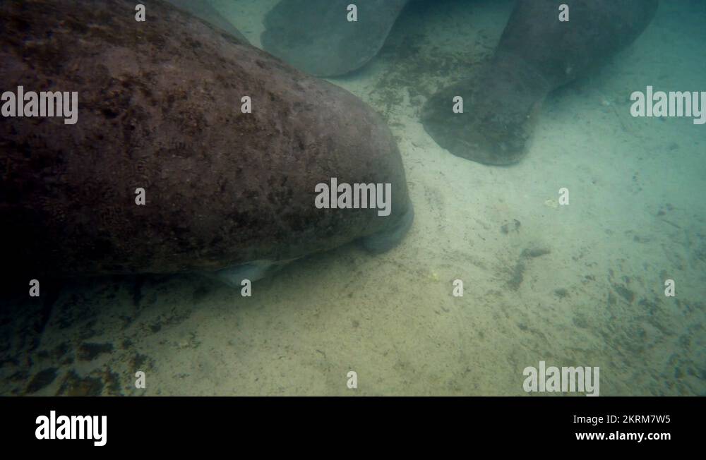 Endangered Florida Manatee (scar from boat) Crystal River, Florida, USA