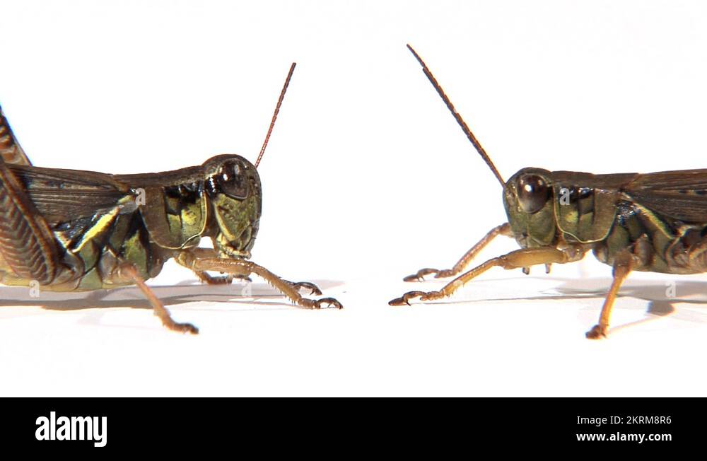 have antennae Stock Videos & Footage HD and 4K Video Clips Alamy