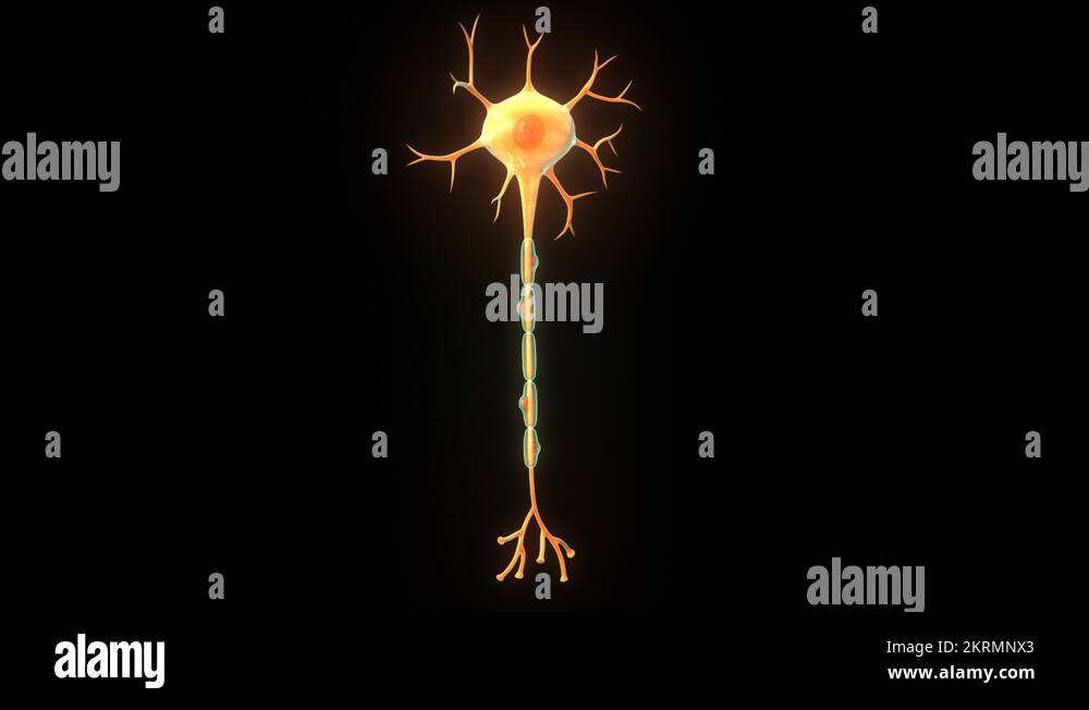 Motor Neuron The Definitive Guide Biology Dictionary vrogue.co