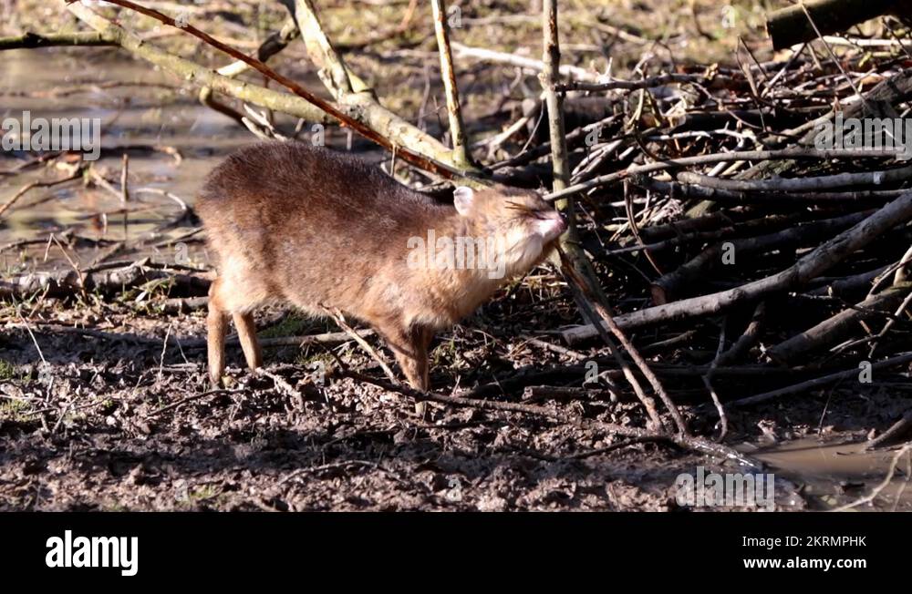 Young Muntjac Eating Tree Bark Stock Video Footage Alamy