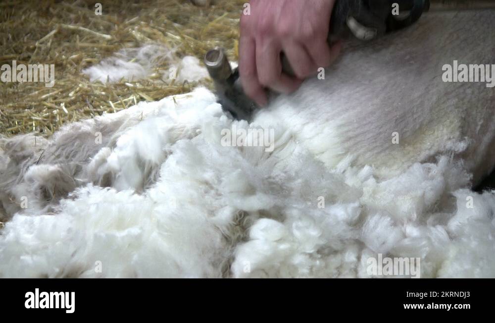 Sheep shearing equipment Stock Videos & Footage HD and 4K Video Clips