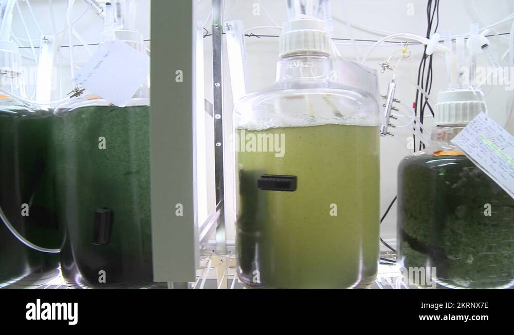 Dolly movement from a photobioreactor Stock Video Footage Alamy