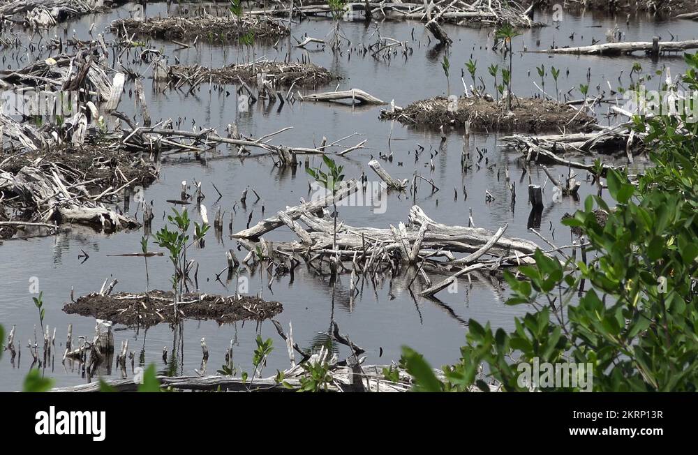 Mexican mud Stock Videos & Footage HD and 4K Video Clips Alamy