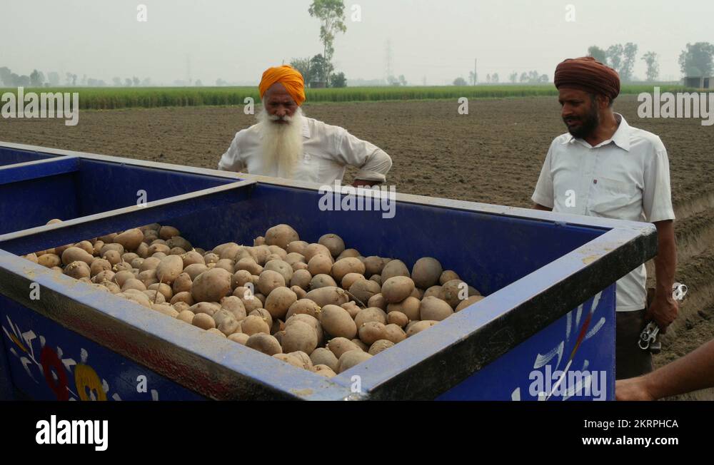 India potato farming Stock Videos & Footage - HD and 4K Video Clips - Alamy