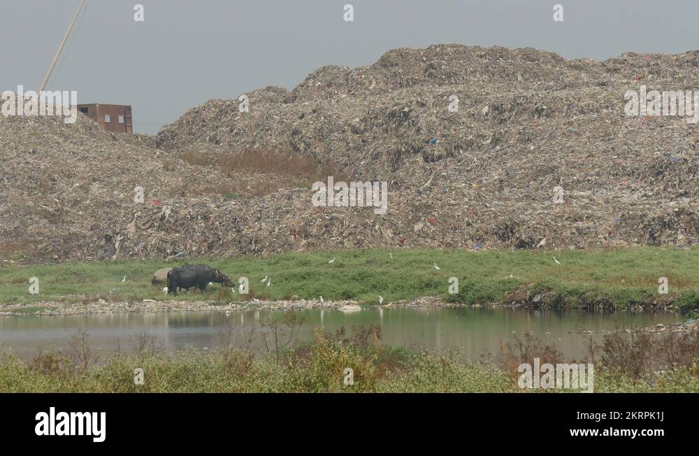 Garbage dumping ground Stock Videos & Footage HD and 4K Video Clips