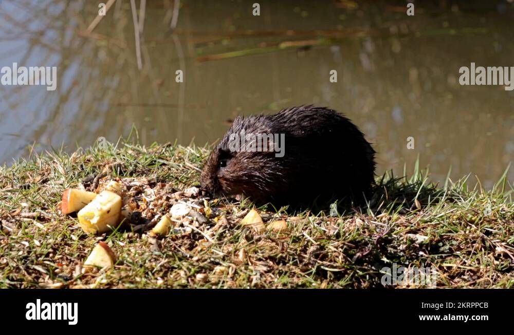 Arvicola Stock Videos & Footage - HD and 4K Video Clips - Alamy