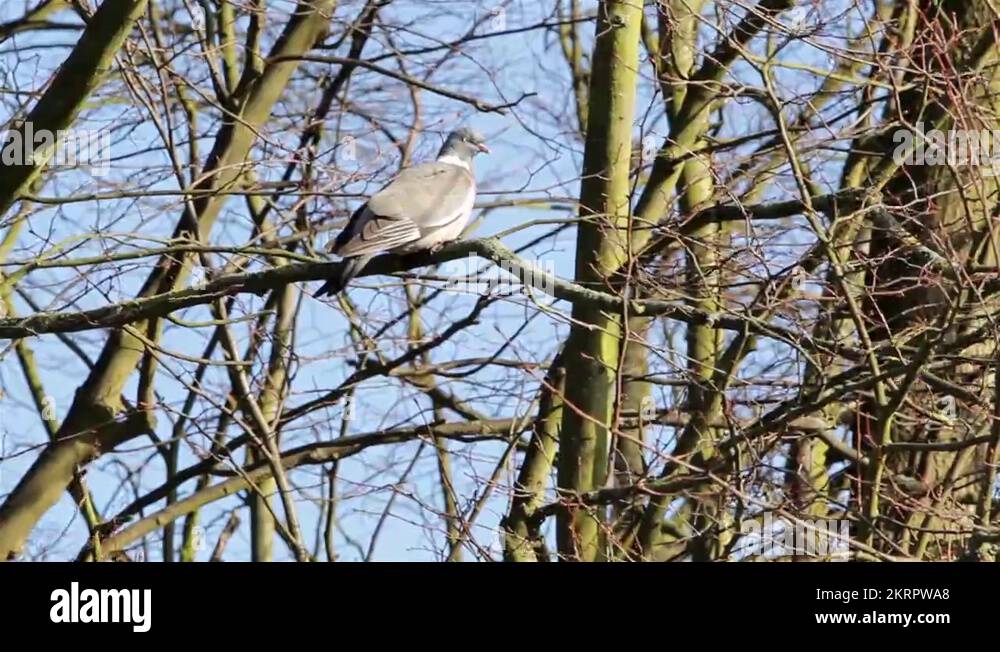 Bird setting on tree branch Stock Videos & Footage HD and 4K Video