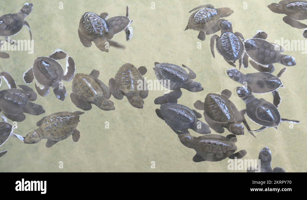 Swimming baby turtle Stock Videos & Footage HD and 4K Video Clips Alamy