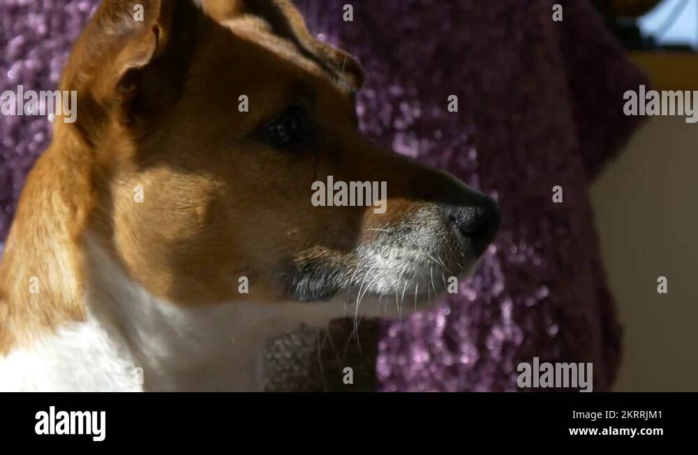 dog turning head playful happy funny animal 4k close up alert Stock